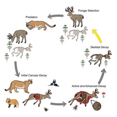 what animal eats fleas what is the role of fleas in the food chain